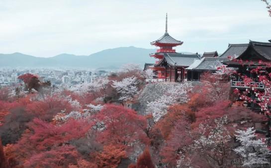 无锡樱花日本留学